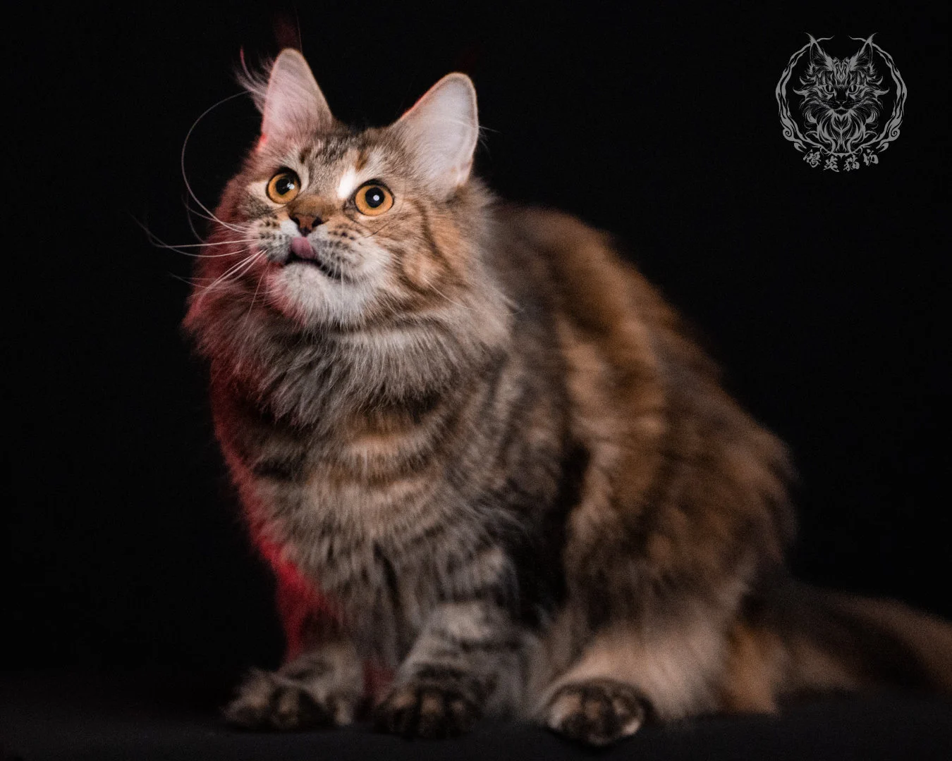 棕虎斑三花緬因貓 Brown Tabby Torbie Maine Coon 29months Closeup 33