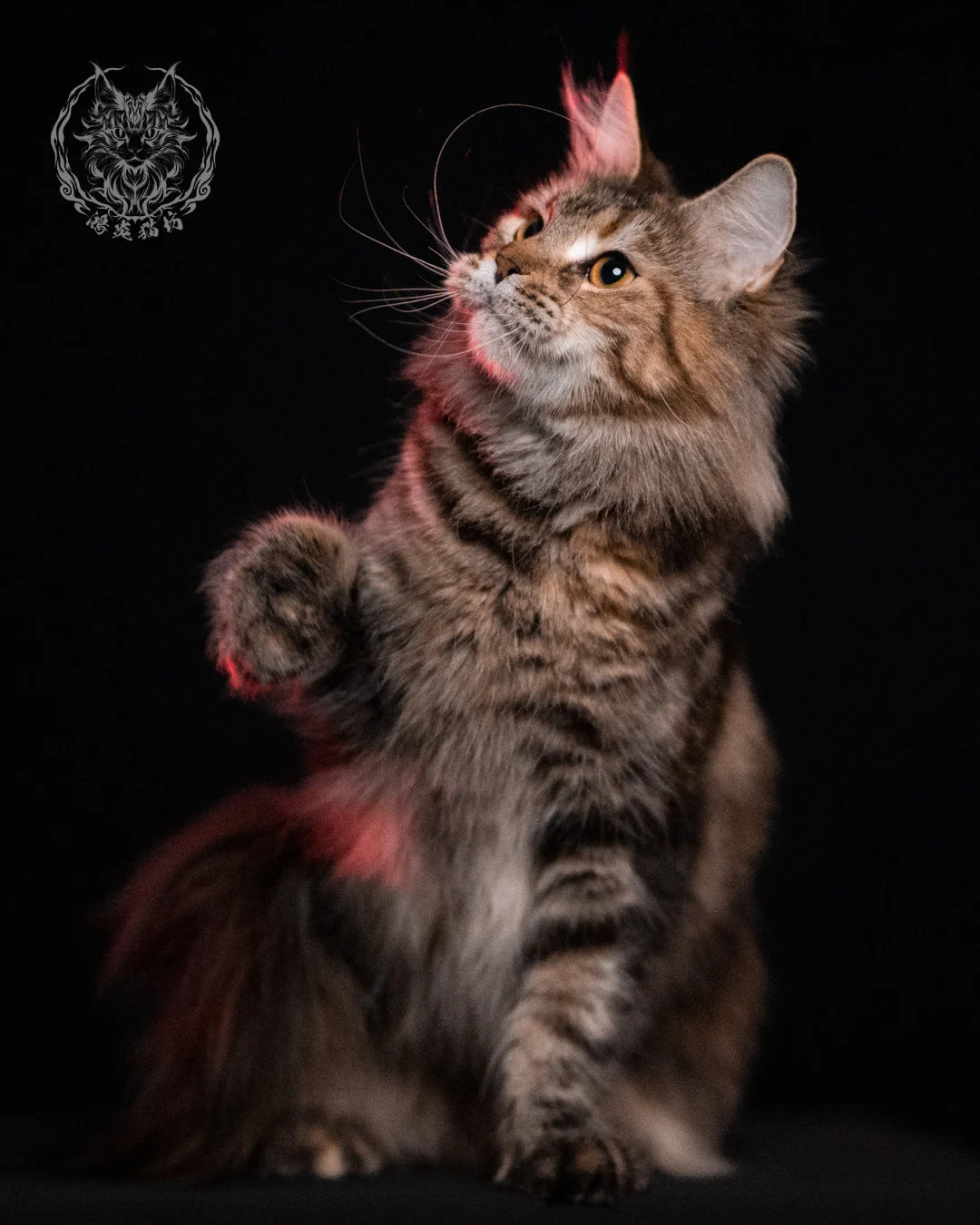 棕虎斑三花緬因貓 Brown Tabby Torbie Maine Coon 29months Closeup 6