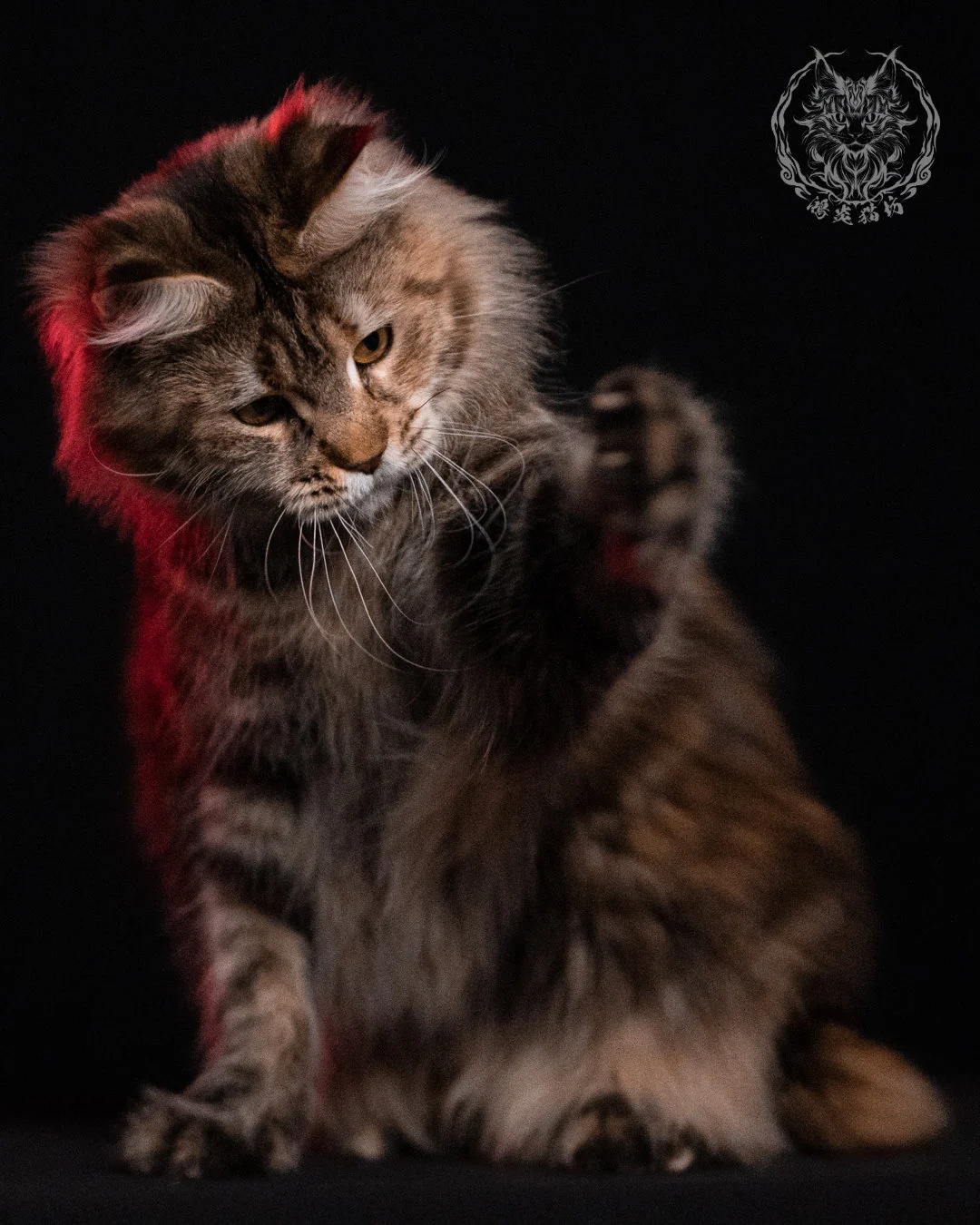 棕虎斑三花緬因貓 Brown Tabby Torbie Maine Coon 29months Closeup 19