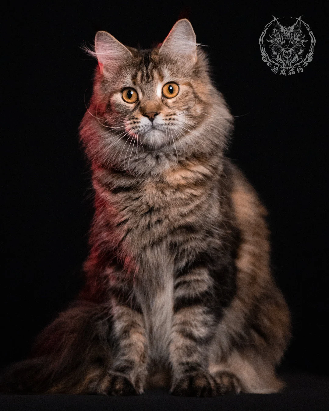 棕虎斑三花緬因貓 Brown Tabby Torbie Maine Coon 29months Closeup 14