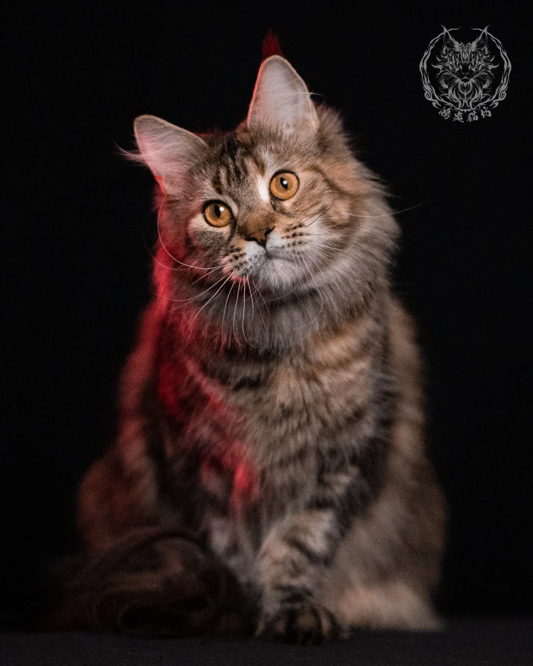 棕虎斑三花緬因貓 Brown Tabby Torbie Maine Coon 29months Closeup 4