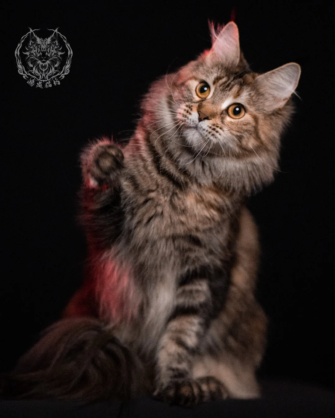 棕虎斑三花緬因貓 Brown Tabby Torbie Maine Coon 29months Closeup 13
