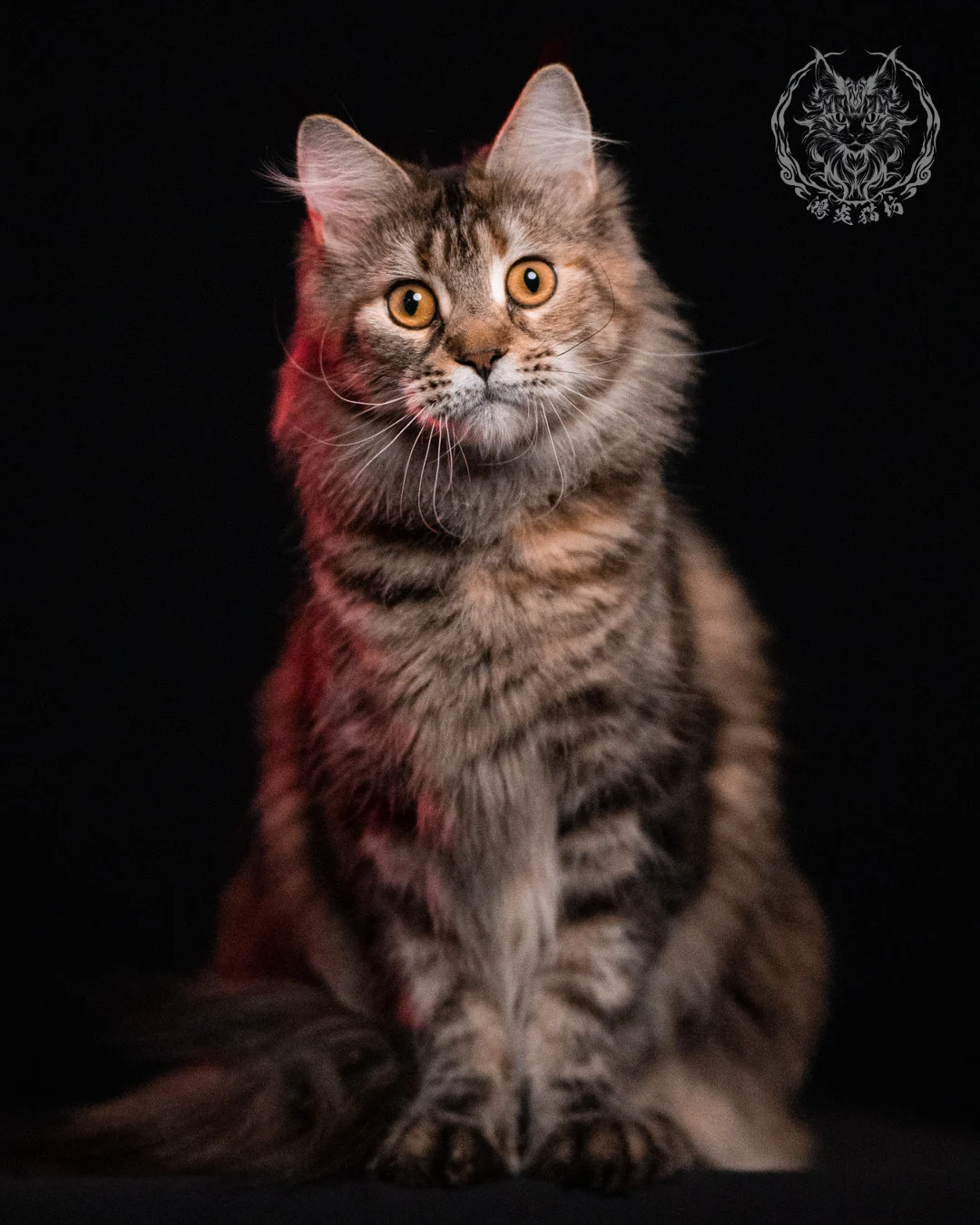 棕虎斑三花緬因貓 Brown Tabby Torbie Maine Coon 29months Closeup 16