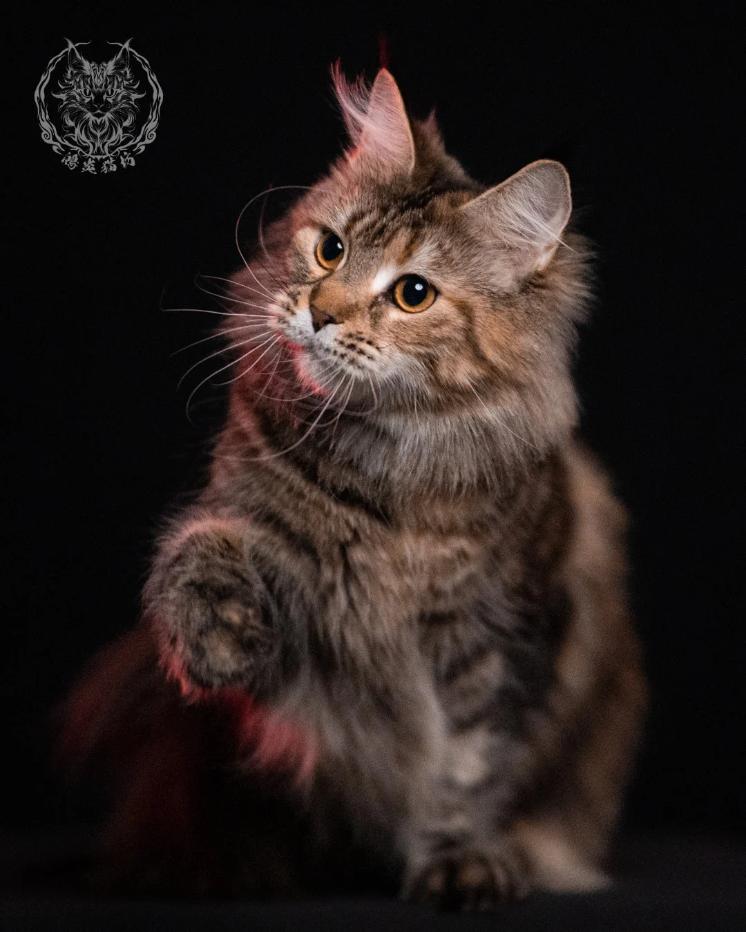 棕虎斑三花緬因貓 Brown Tabby Torbie Maine Coon 29months Closeup 7