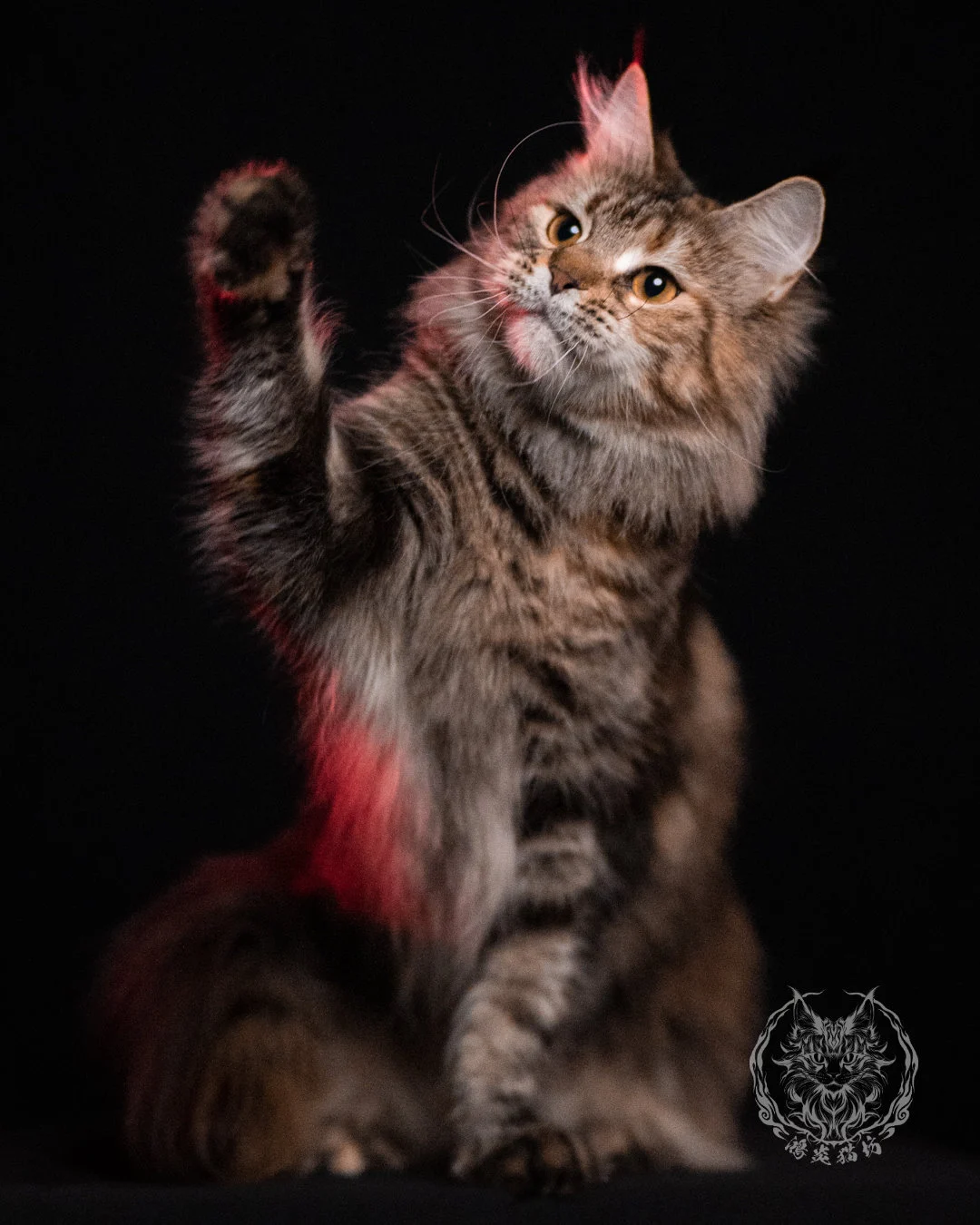 棕虎斑三花緬因貓 Brown Tabby Torbie Maine Coon 29months Closeup 8