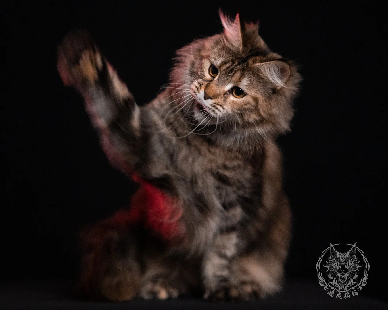 棕虎斑三花緬因貓 Brown Tabby Torbie Maine Coon 29months Closeup 31