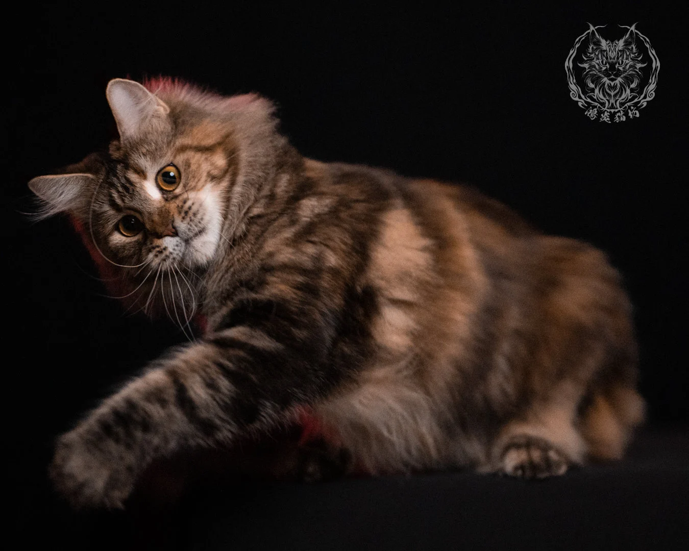 棕虎斑三花緬因貓 Brown Tabby Torbie Maine Coon 29months Closeup 35