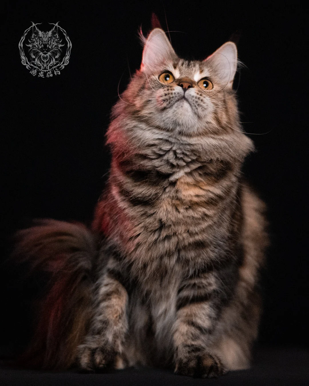 棕虎斑三花緬因貓 Brown Tabby Torbie Maine Coon 29months Closeup 5