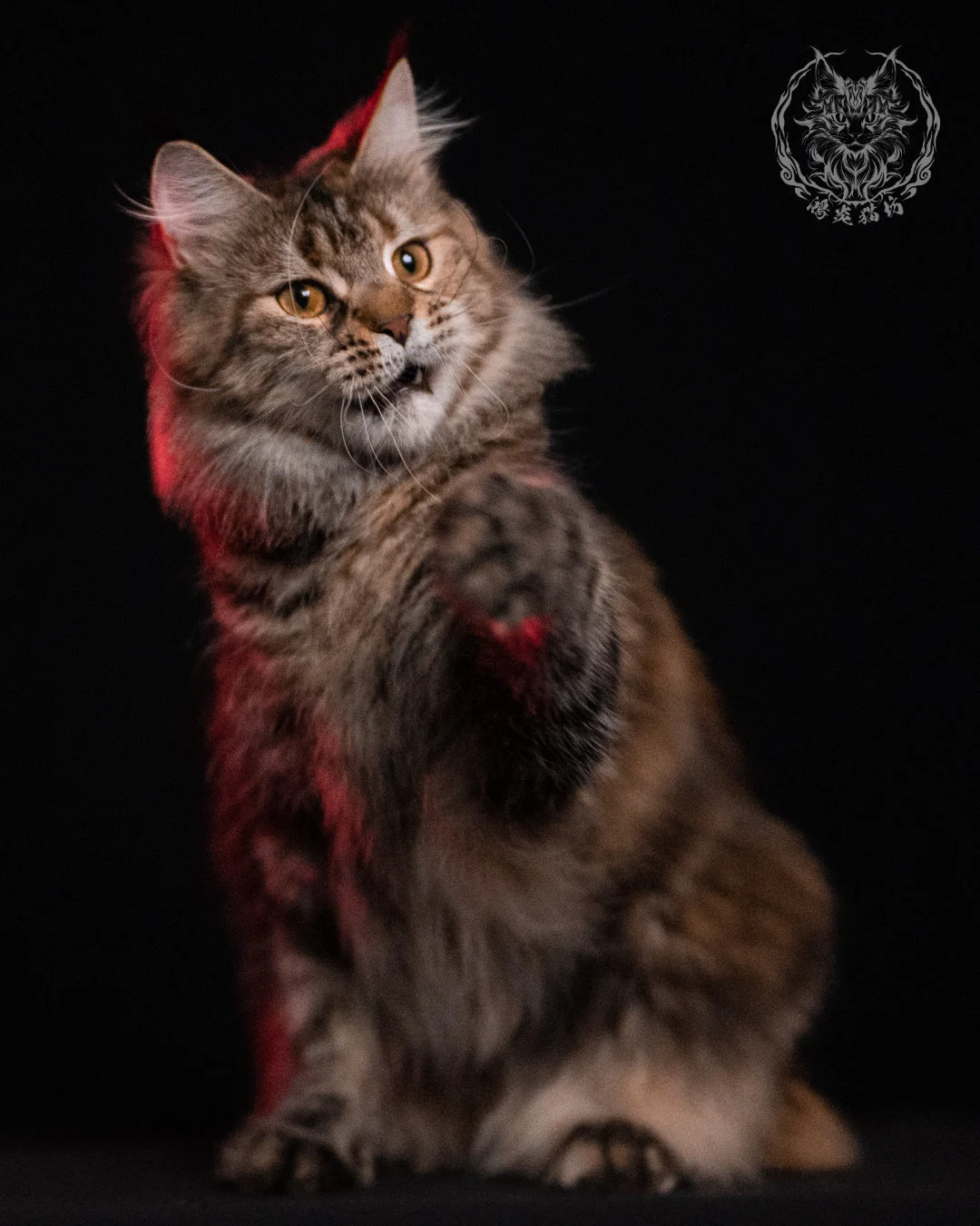 棕虎斑三花緬因貓 Brown Tabby Torbie Maine Coon 29months Closeup 22