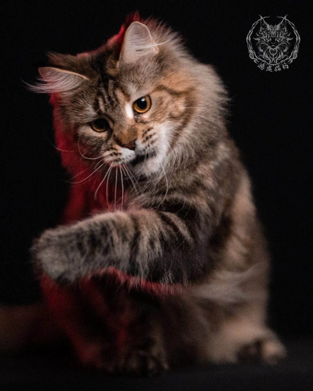 棕虎斑三花緬因貓 Brown Tabby Torbie Maine Coon 29months Closeup 28