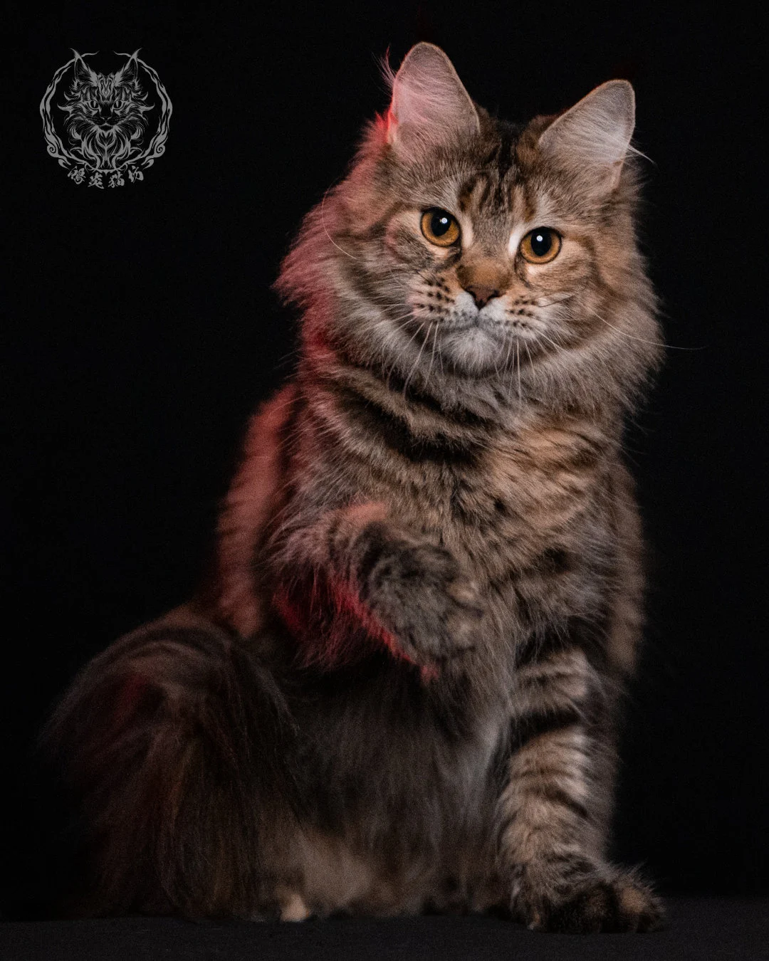 棕虎斑三花緬因貓 Brown Tabby Torbie Maine Coon 29months Closeup 3