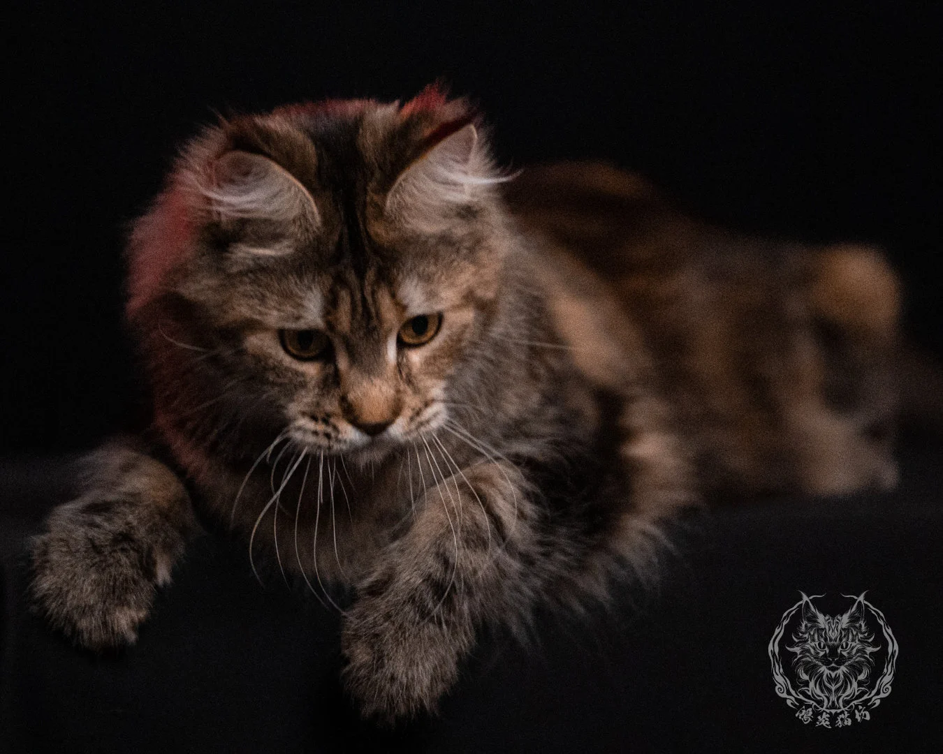 棕虎斑三花緬因貓 Brown Tabby Torbie Maine Coon 29months Closeup 38
