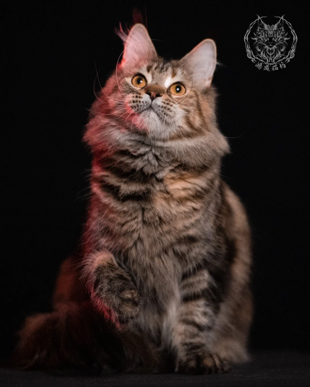 棕虎斑三花緬因貓 Brown Tabby Torbie Maine Coon 29months Closeup 25