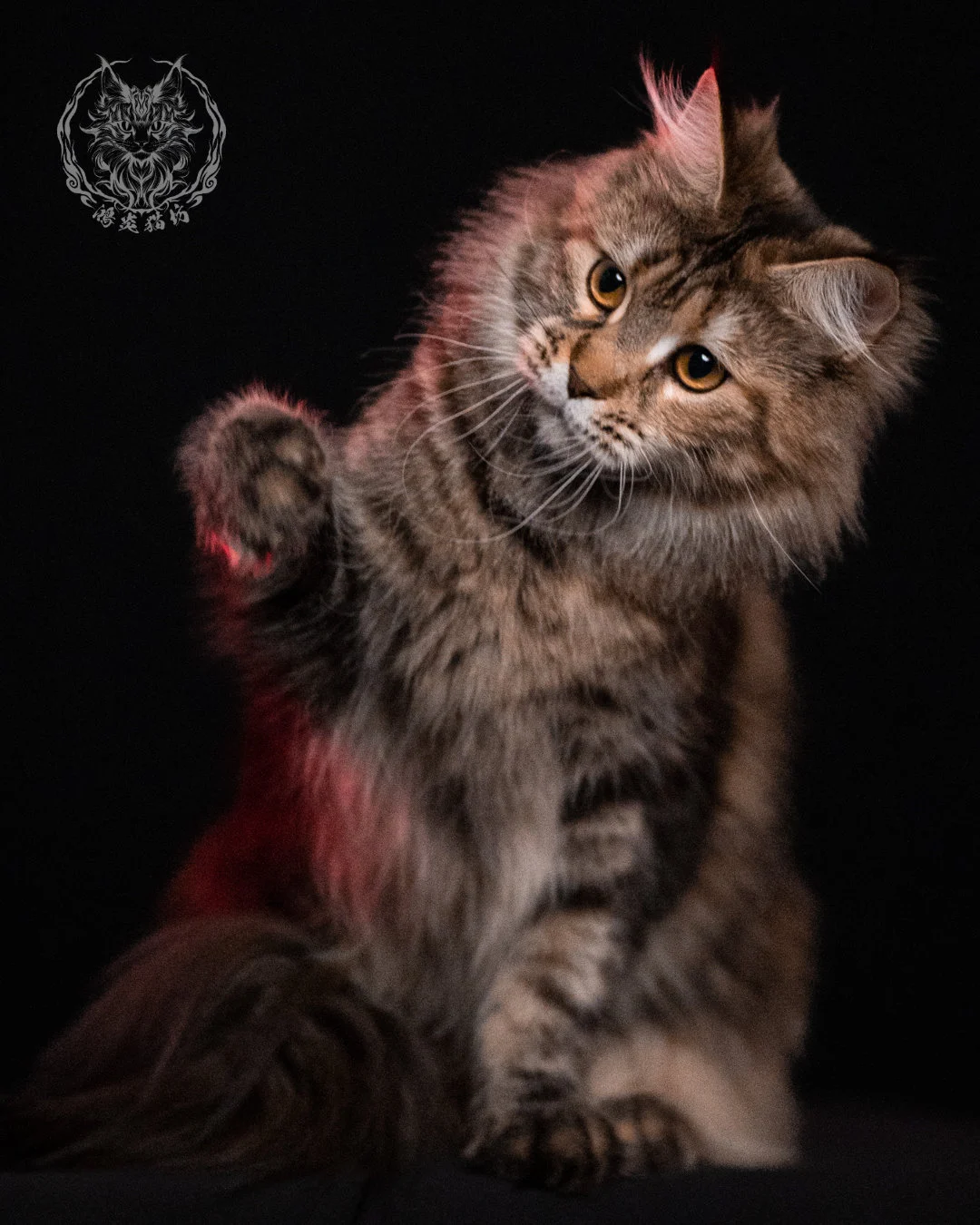 棕虎斑三花緬因貓 Brown Tabby Torbie Maine Coon 29months Closeup 12