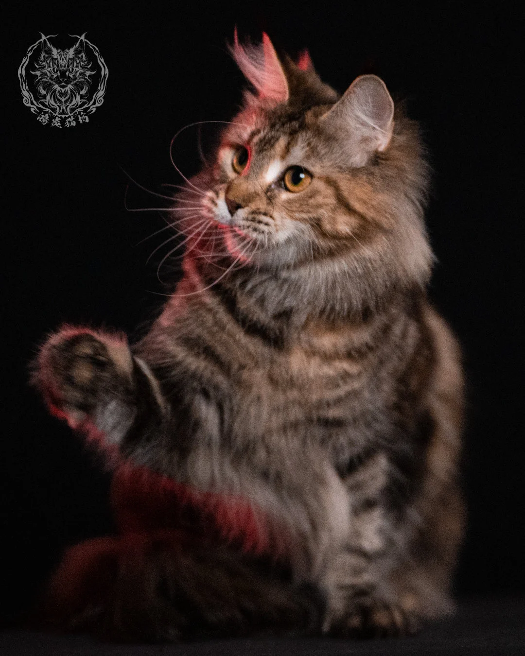 棕虎斑三花緬因貓 Brown Tabby Torbie Maine Coon 29months Closeup 24