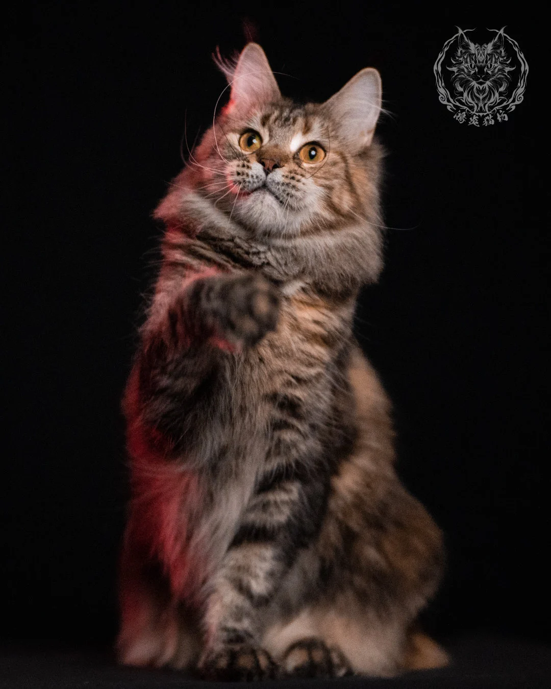 棕虎斑三花緬因貓 Brown Tabby Torbie Maine Coon 29months Closeup 23