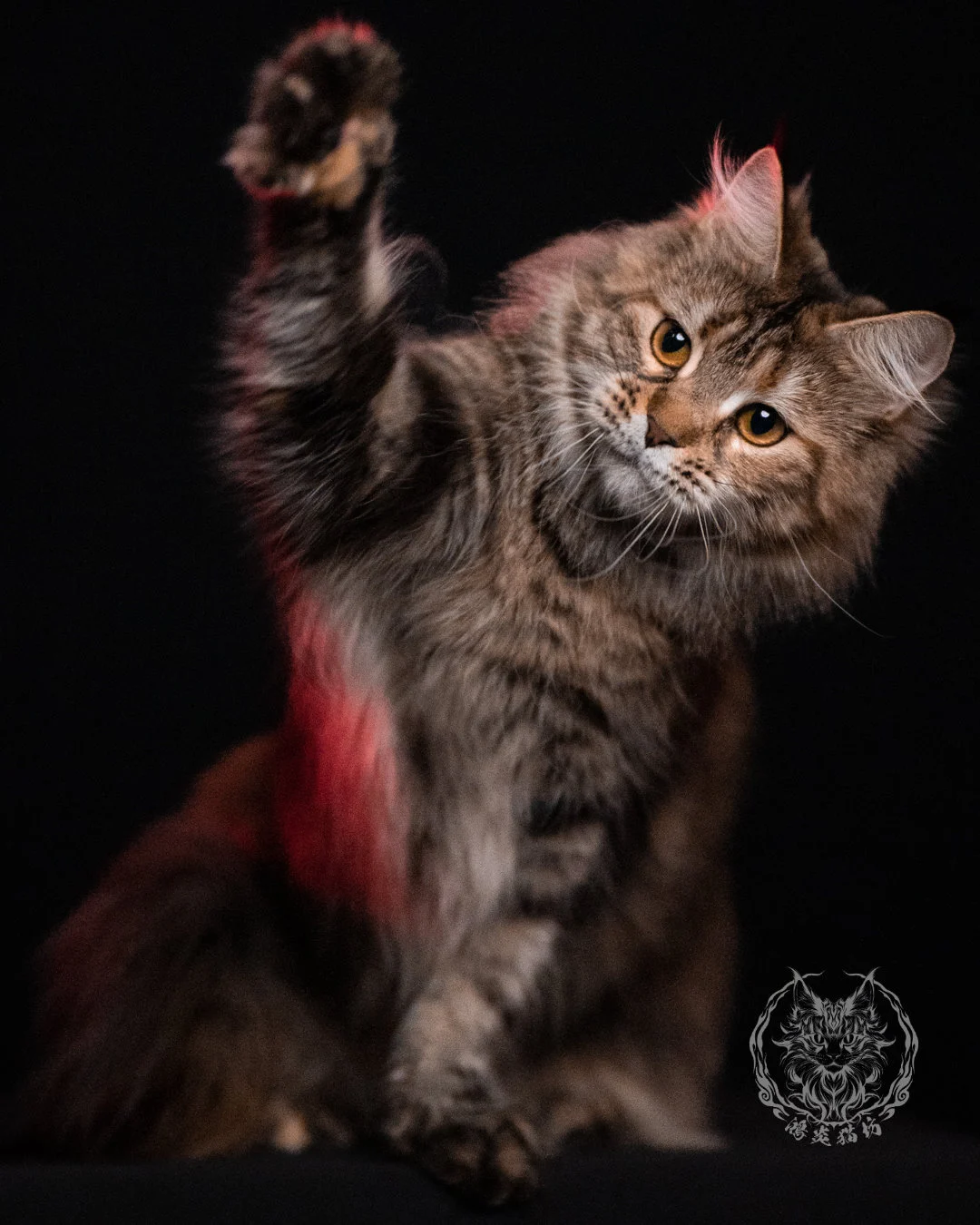 棕虎斑三花緬因貓 Brown Tabby Torbie Maine Coon 29months Closeup 9