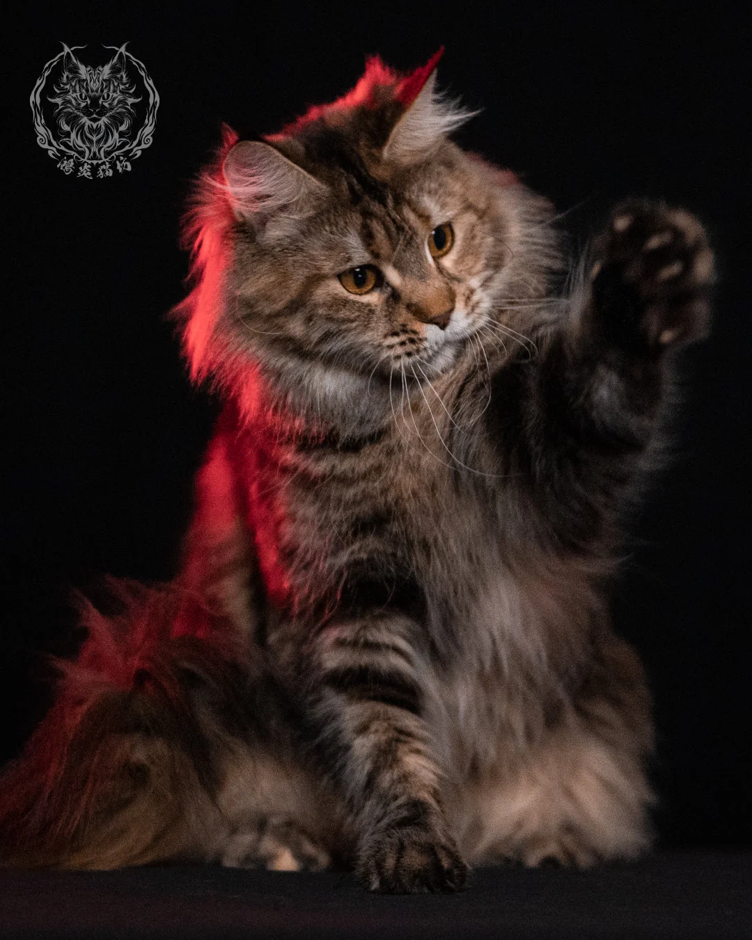 棕虎斑三花緬因貓 Brown Tabby Torbie Maine Coon 29months Closeup 1