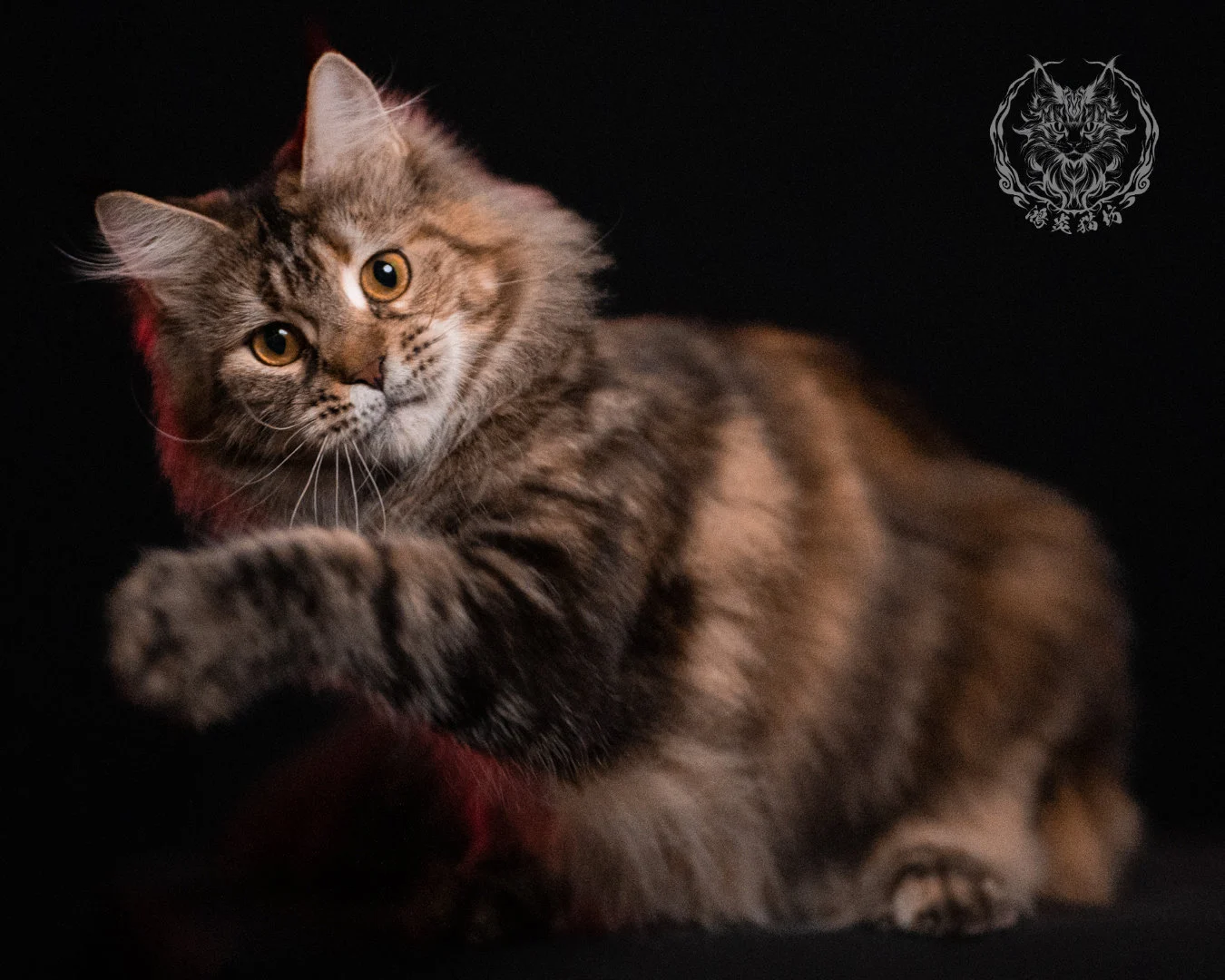 棕虎斑三花緬因貓 Brown Tabby Torbie Maine Coon 29months Closeup 36