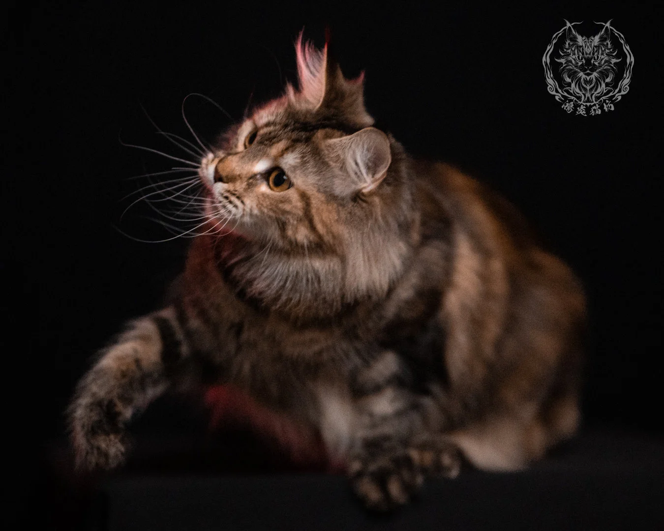 棕虎斑三花緬因貓 Brown Tabby Torbie Maine Coon 29months Closeup 34