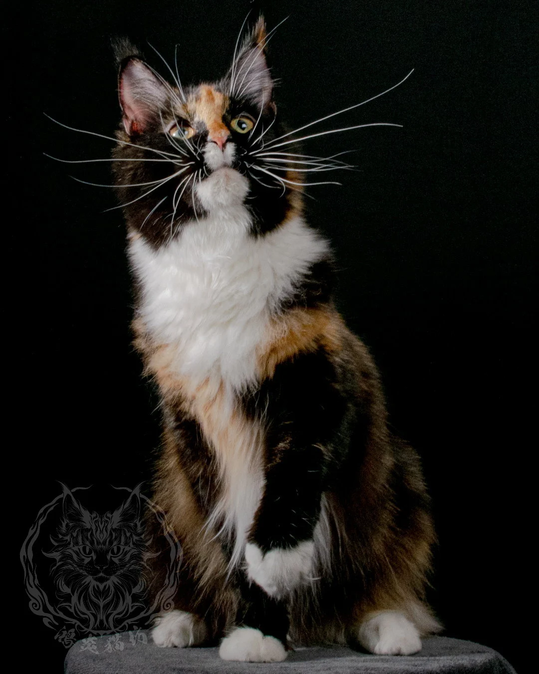 玳瑁緬因貓 Tortoiseshell Maine Coon 7months Closeup 10