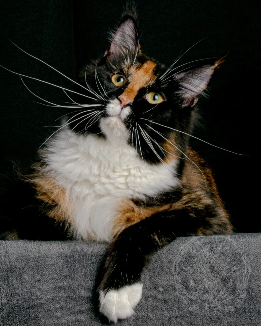 玳瑁緬因貓 Tortoiseshell Maine Coon 7months Closeup 6
