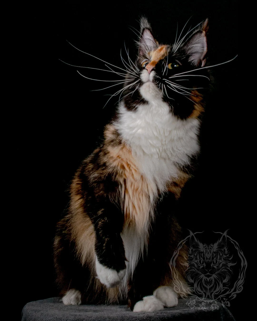 玳瑁緬因貓 Tortoiseshell Maine Coon 7months Closeup 4