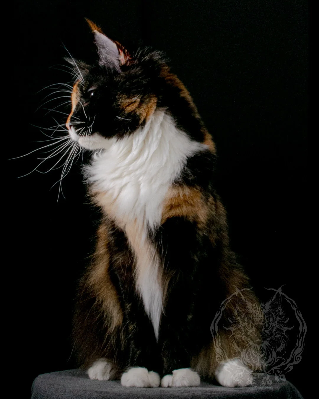 玳瑁緬因貓 Tortoiseshell Maine Coon 7months Closeup 1