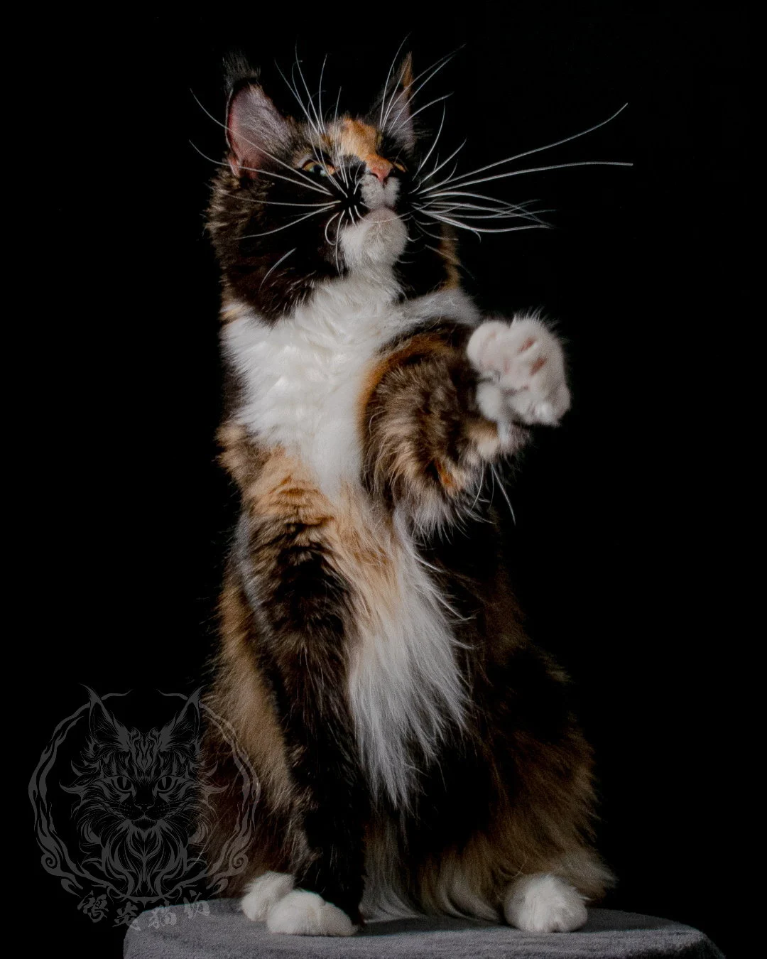 玳瑁緬因貓 Tortoiseshell Maine Coon 7months Closeup 11
