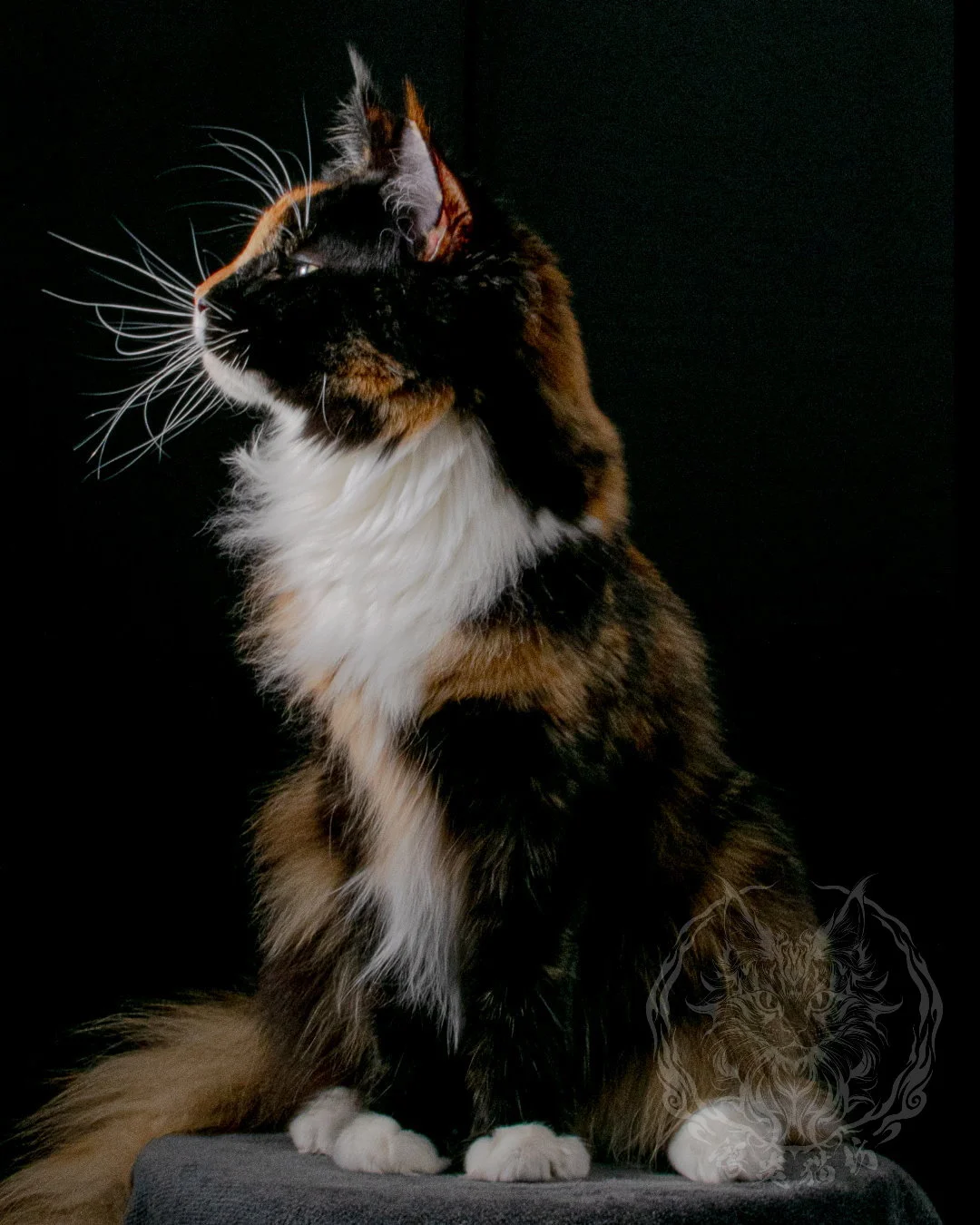 玳瑁緬因貓 Tortoiseshell Maine Coon 7months Closeup 7