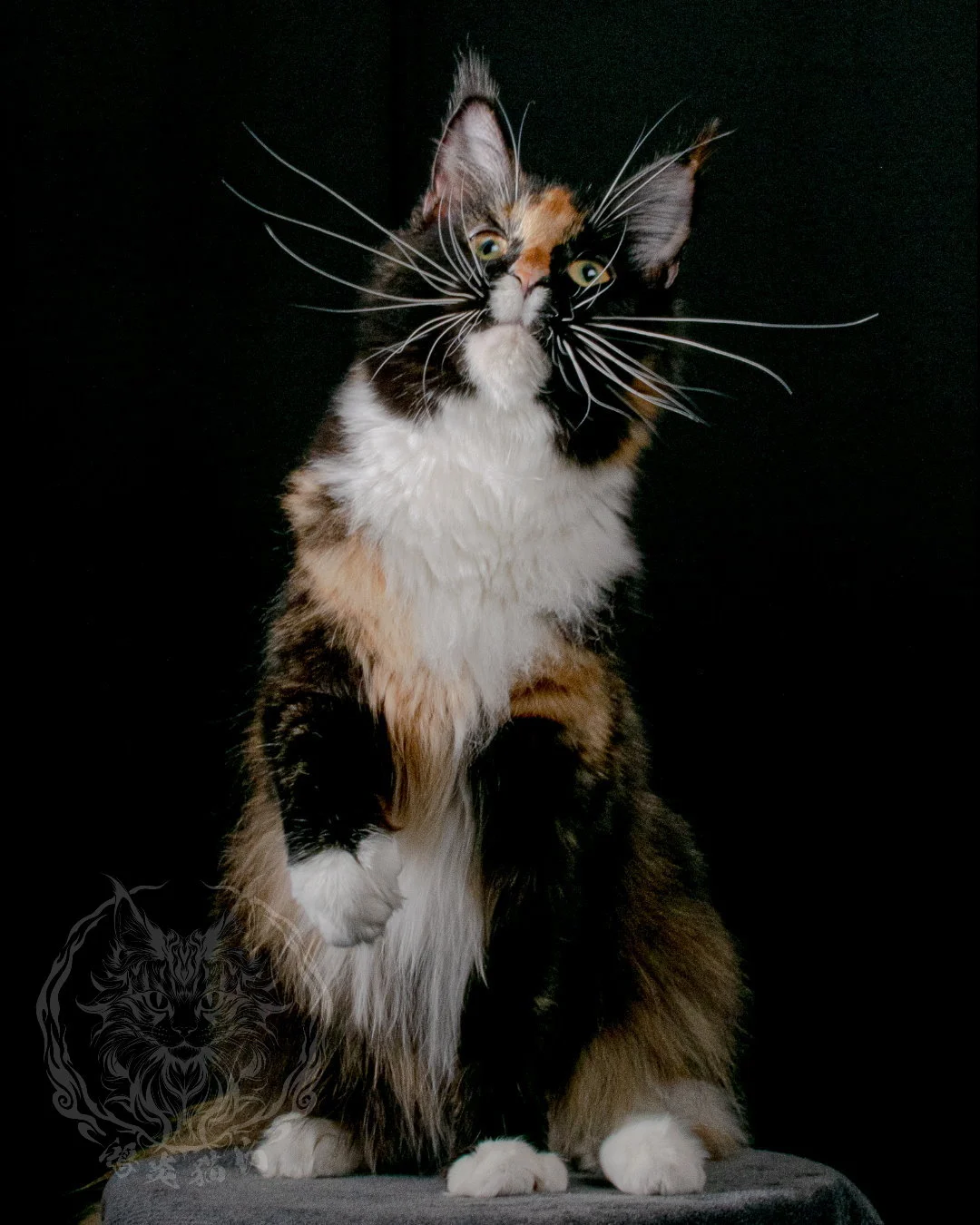 玳瑁緬因貓 Tortoiseshell Maine Coon 7months Closeup 8