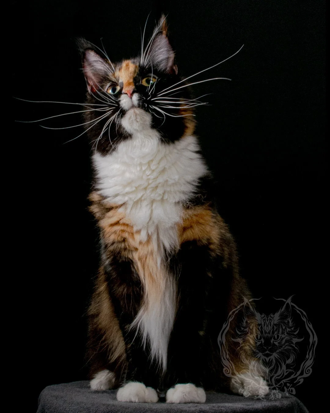 玳瑁緬因貓 Tortoiseshell Maine Coon 7months Closeup 2