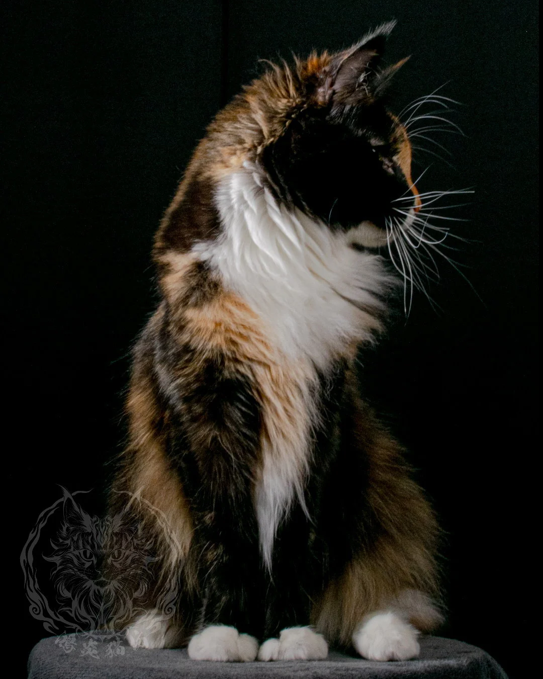 玳瑁緬因貓 Tortoiseshell Maine Coon 7months Closeup 9