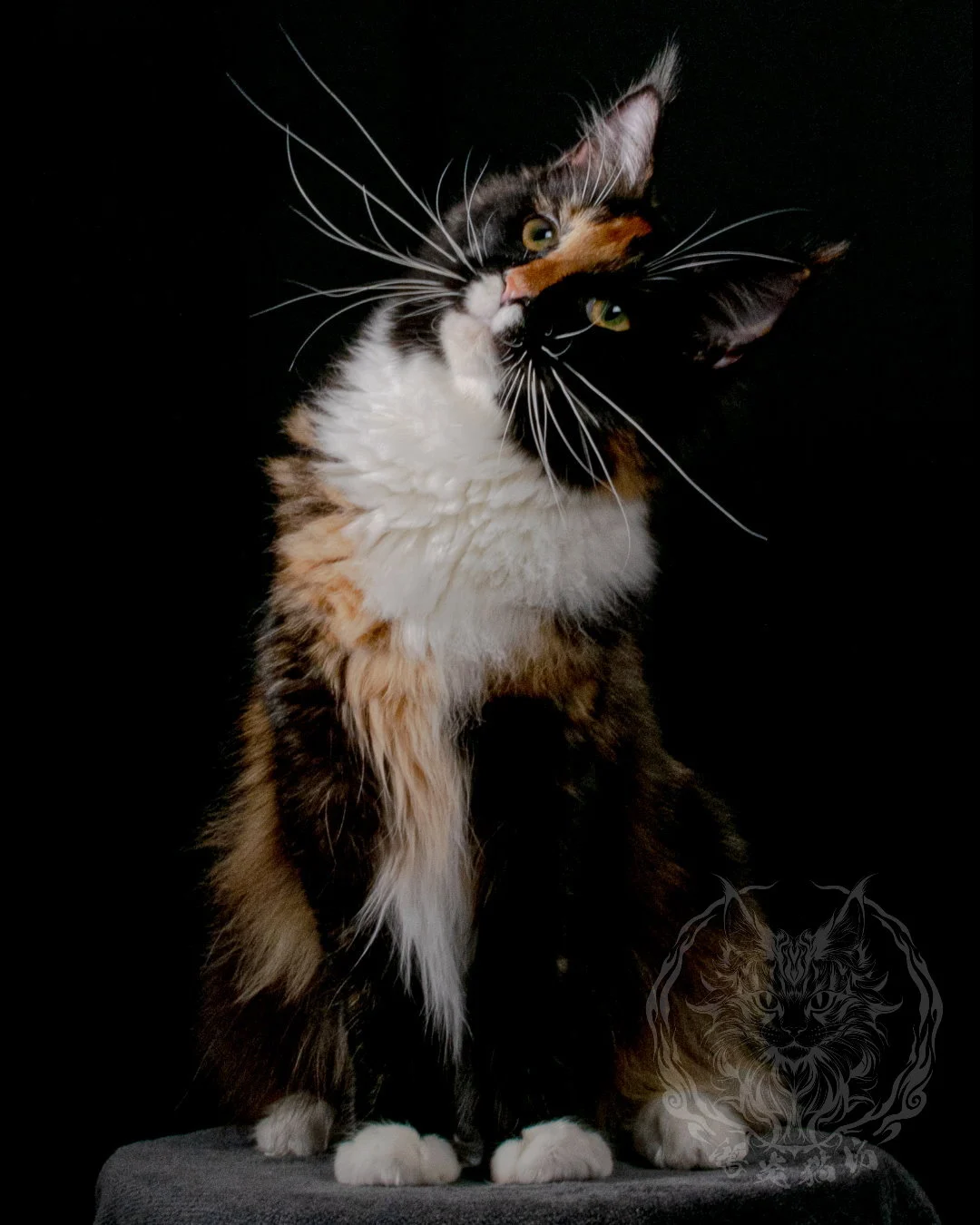 玳瑁緬因貓 Tortoiseshell Maine Coon 7months Closeup 3