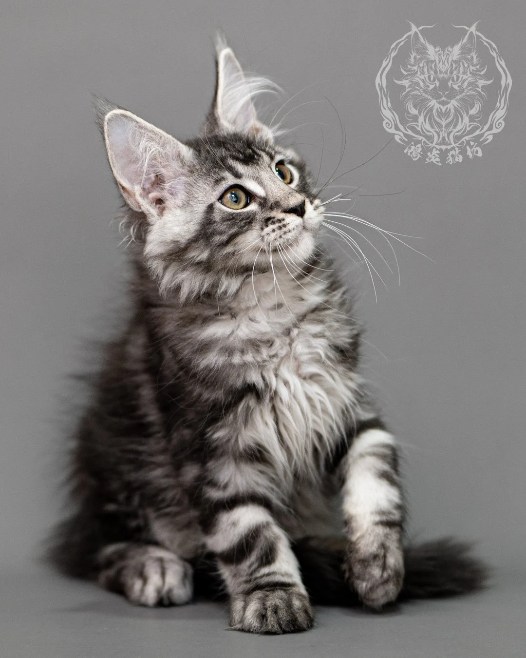 黑銀虎斑緬因貓 Silver Tabby Maine Coon Closeup 8