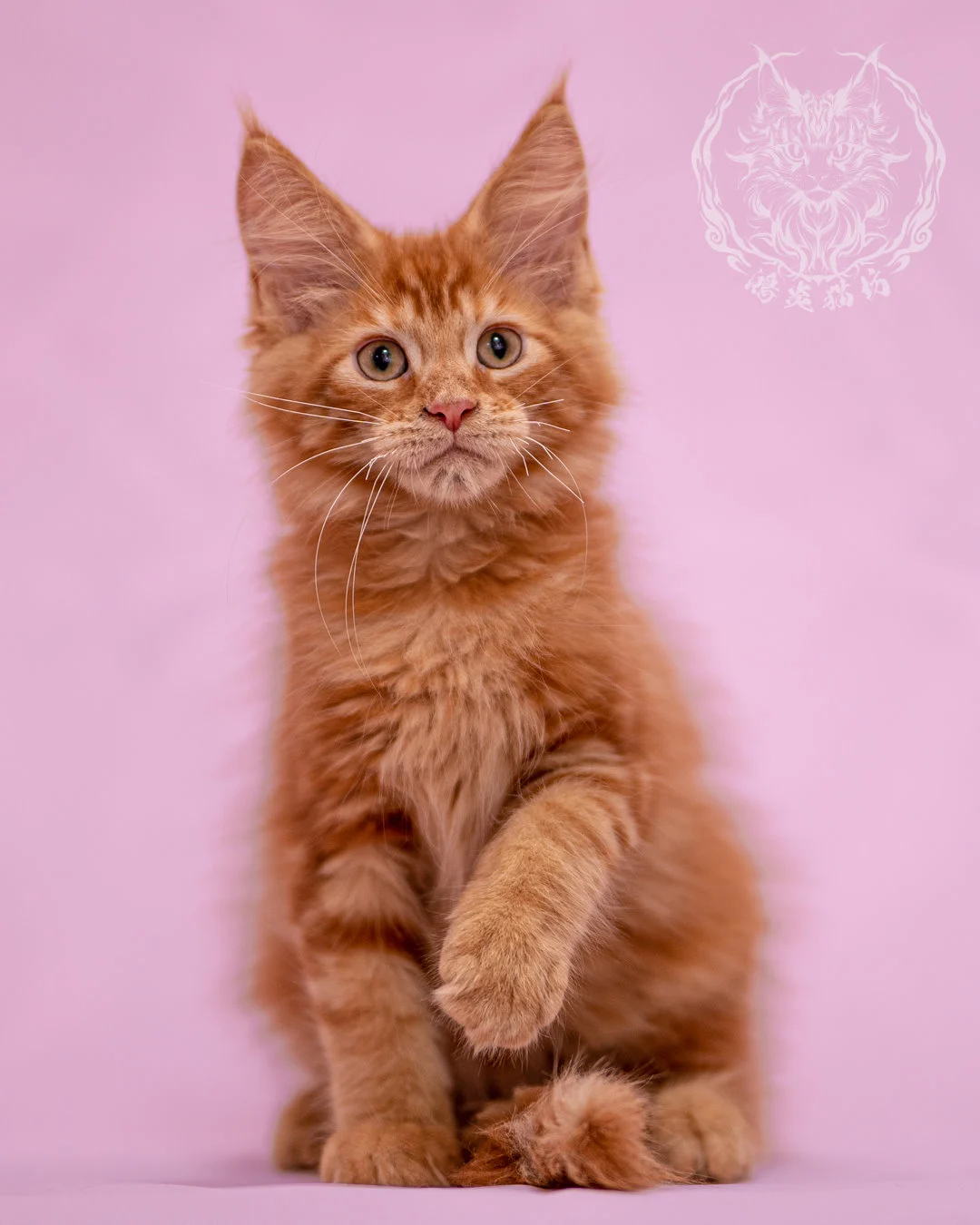 紅虎斑緬因貓 Red Tabby Maine Coon Closeup 12