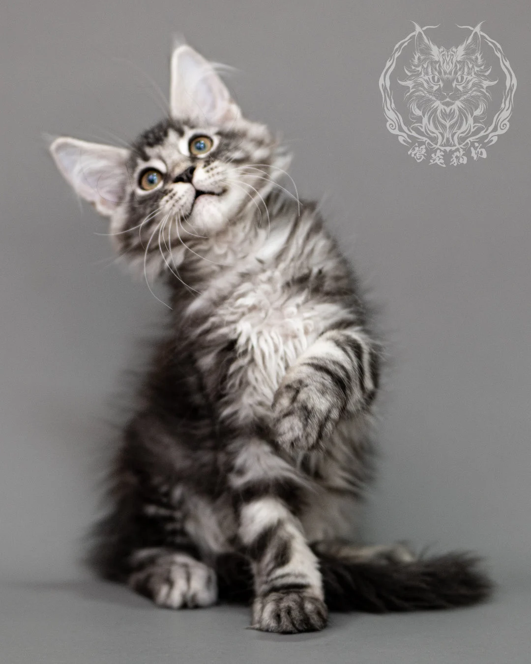 黑銀虎斑緬因貓 Silver Tabby Maine Coon Closeup 6
