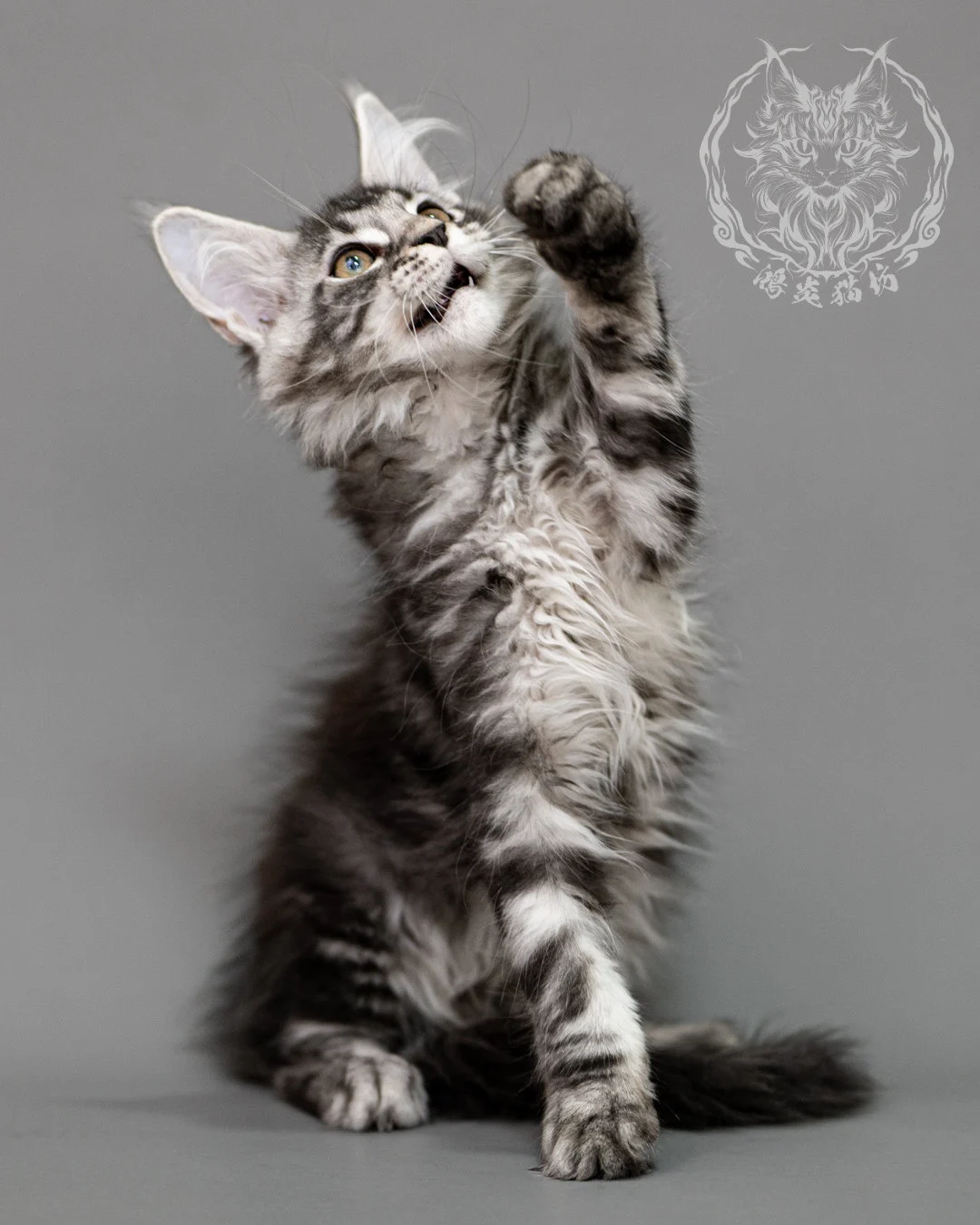 黑銀虎斑緬因貓 Silver Tabby Maine Coon Closeup 3