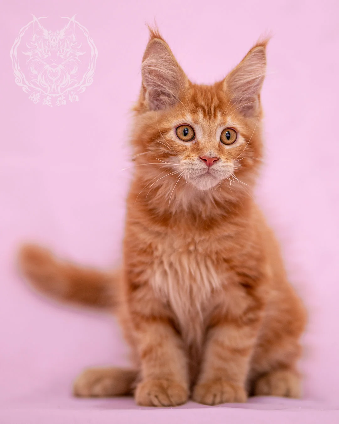 紅虎斑緬因貓 Red Tabby Maine Coon Closeup 10