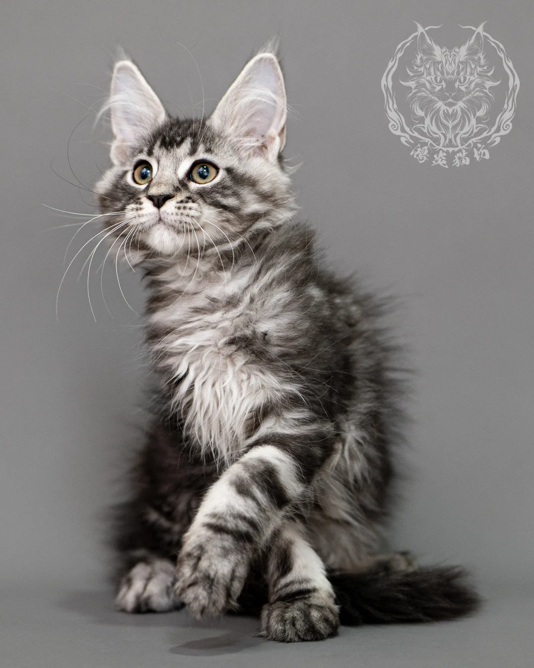 黑銀虎斑緬因貓 Silver Tabby Maine Coon Closeup 14