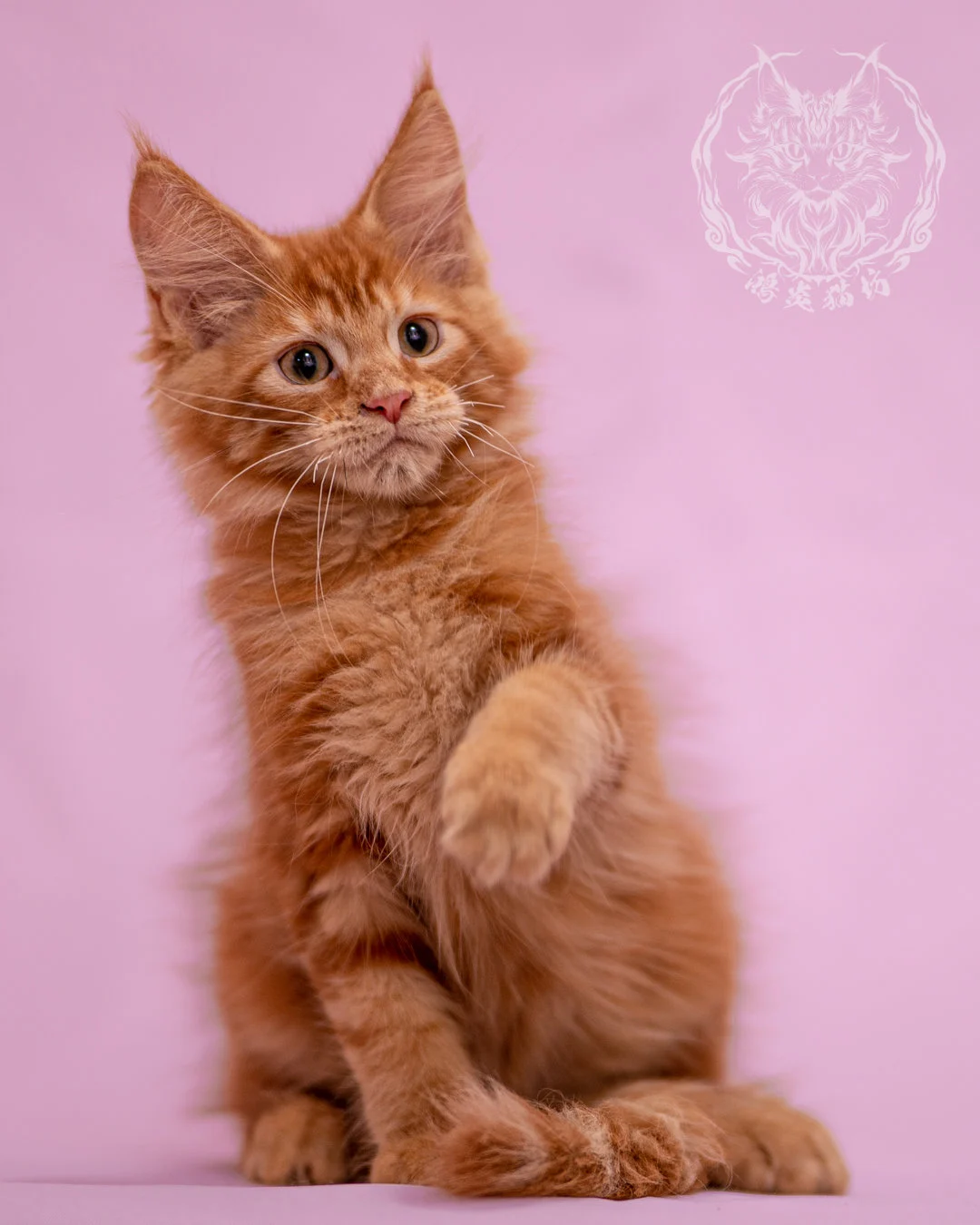 紅虎斑緬因貓 Red Tabby Maine Coon Closeup 4