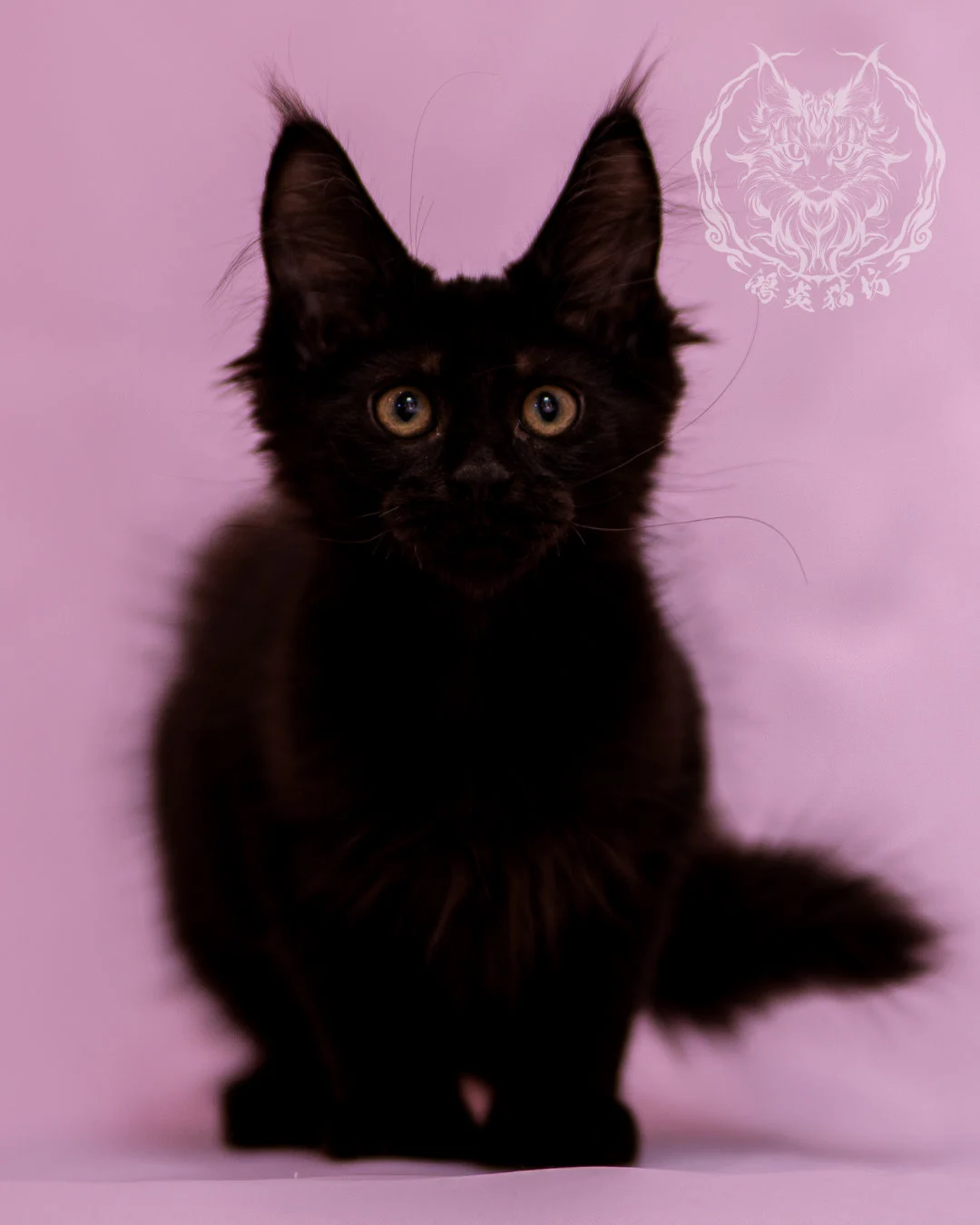 黑色緬因貓 Black Maine Coon Closeup 1