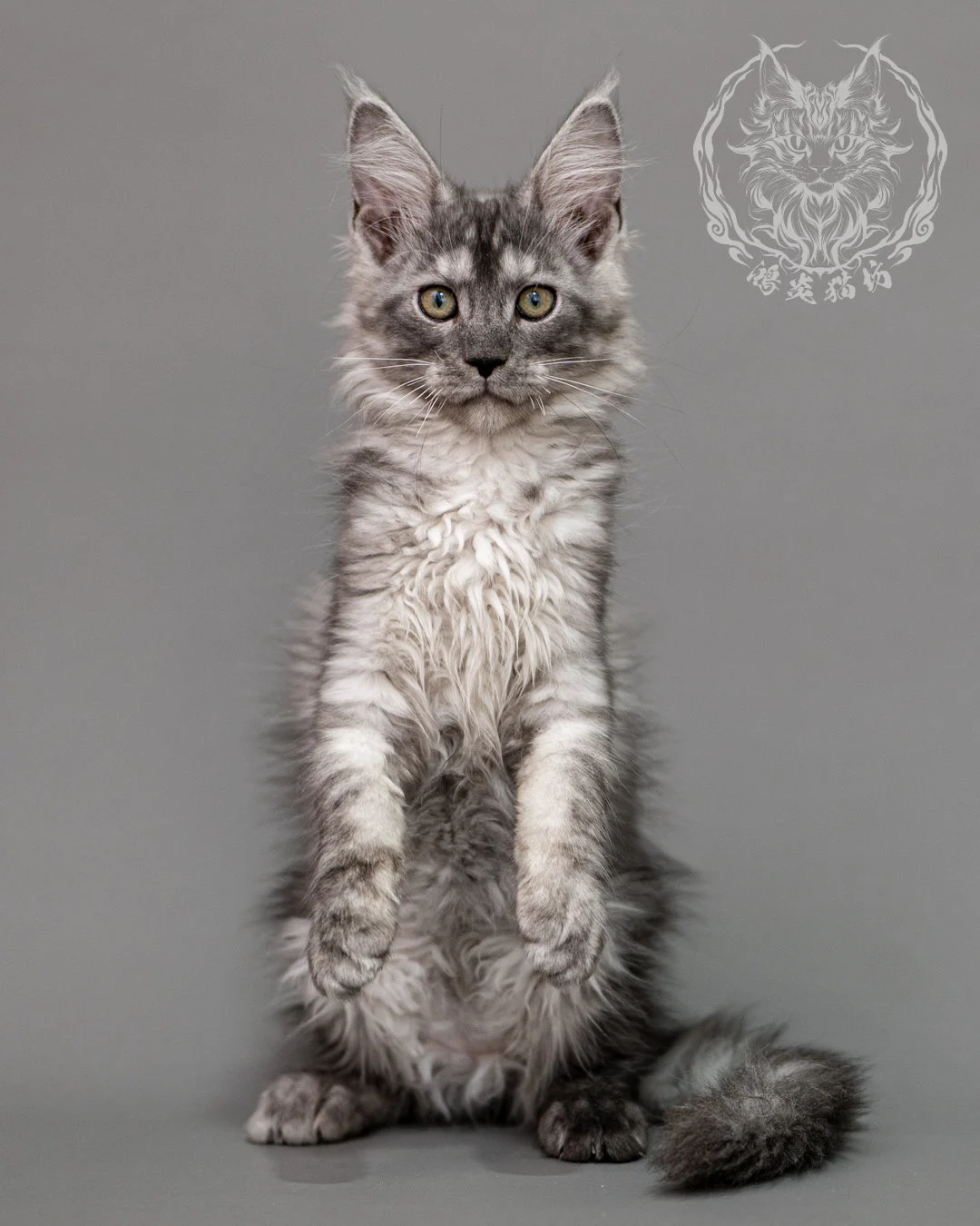 黑銀虎斑緬因貓 Silver Tabby Maine Coon Closeup 11