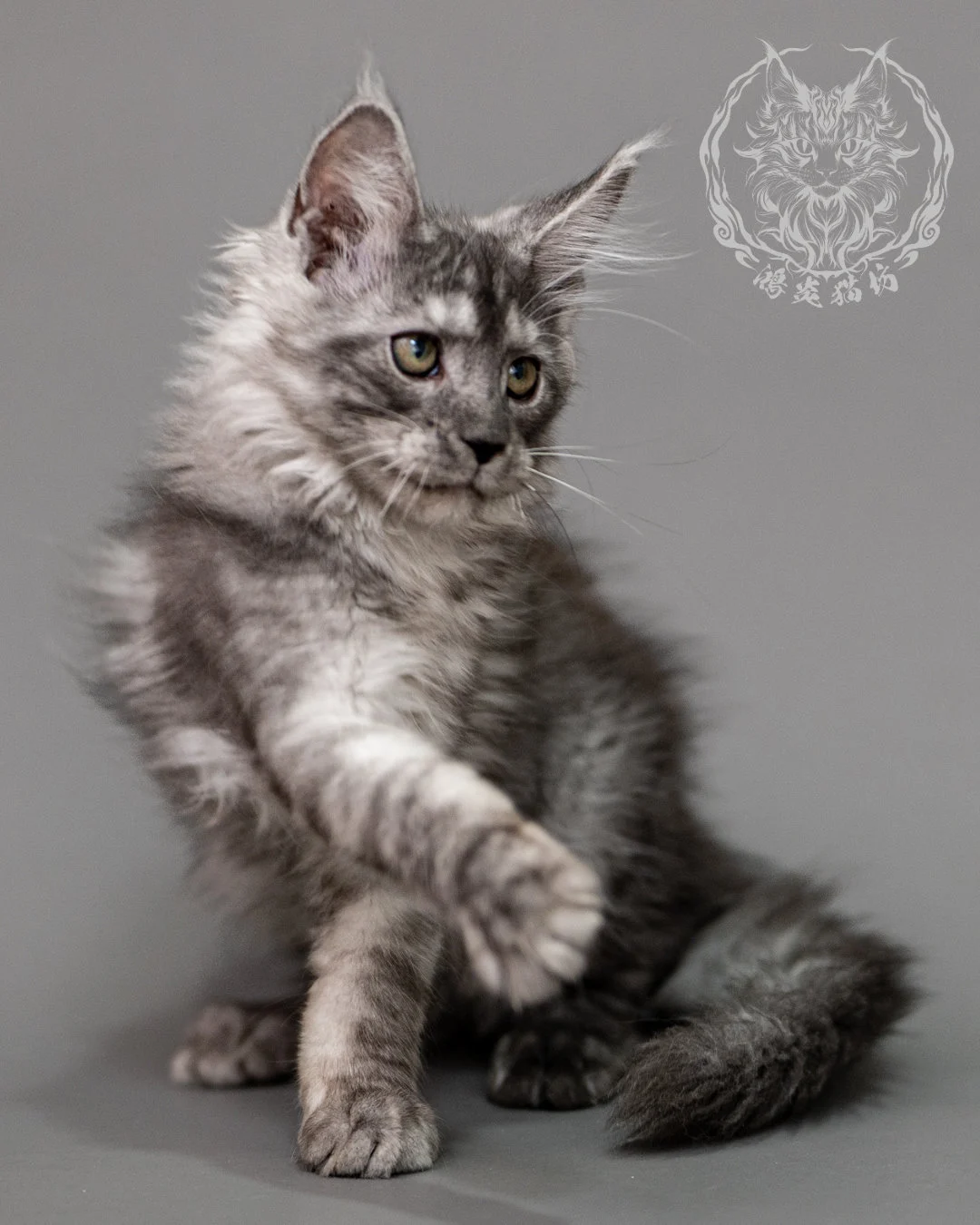 黑銀虎斑緬因貓 Silver Tabby Maine Coon Closeup 5