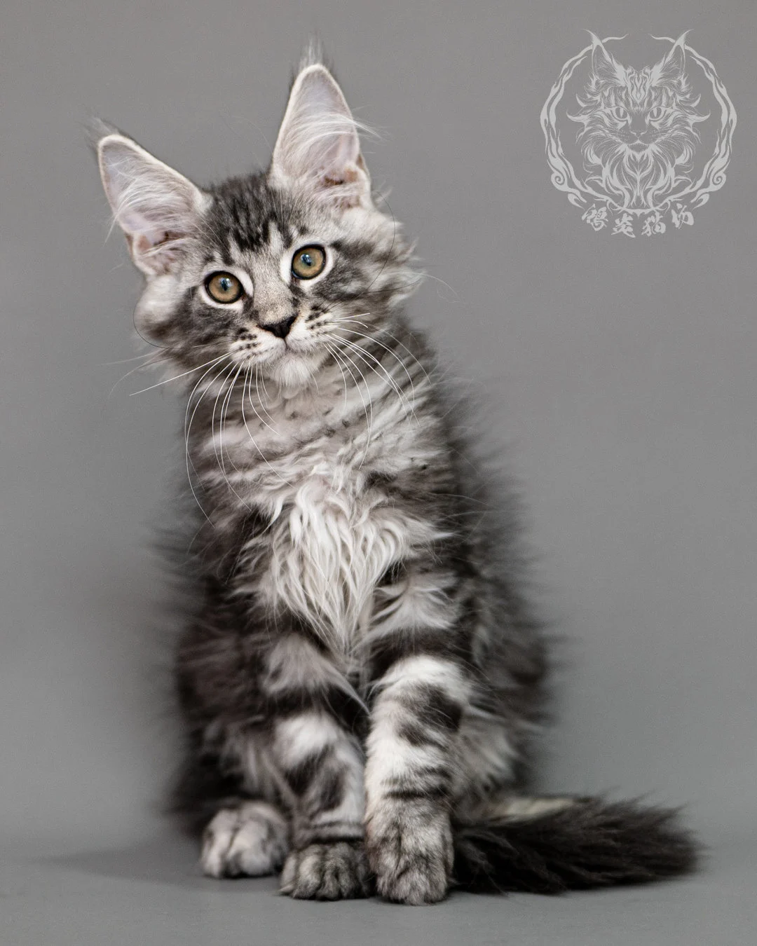 黑銀虎斑緬因貓 Silver Tabby Maine Coon Closeup 12