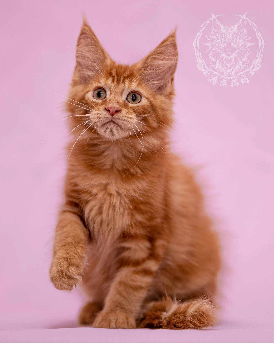 紅虎斑緬因貓 Red Tabby Maine Coon Closeup 10