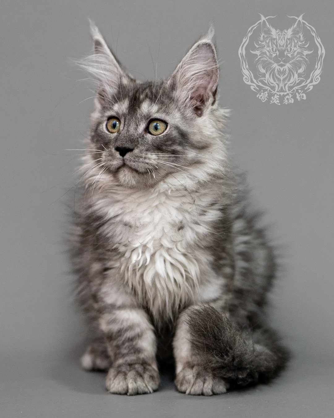 黑銀虎斑緬因貓 Silver Tabby Maine Coon Closeup 3