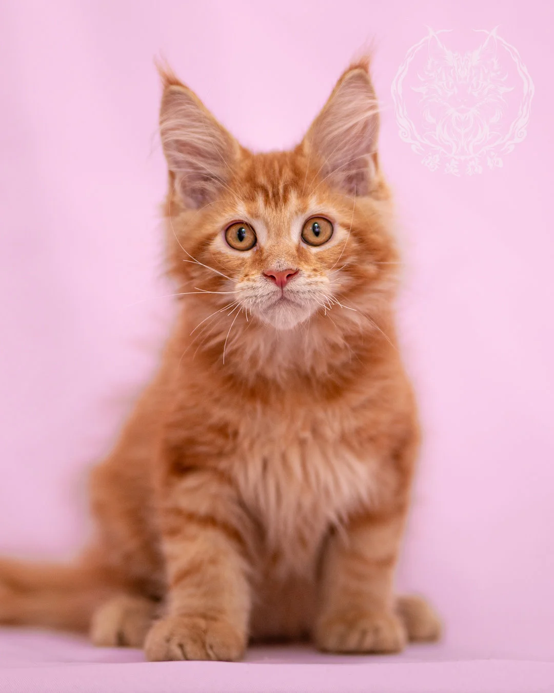 紅虎斑緬因貓 Red Tabby Maine Coon Closeup 2