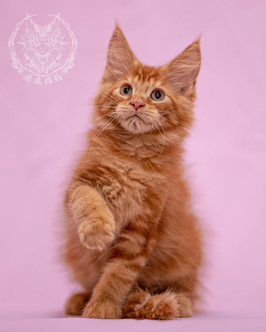 紅虎斑緬因貓 Red Tabby Maine Coon Closeup 8