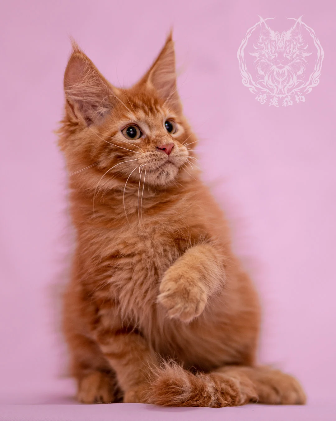 紅虎斑緬因貓 Red Tabby Maine Coon Closeup 3